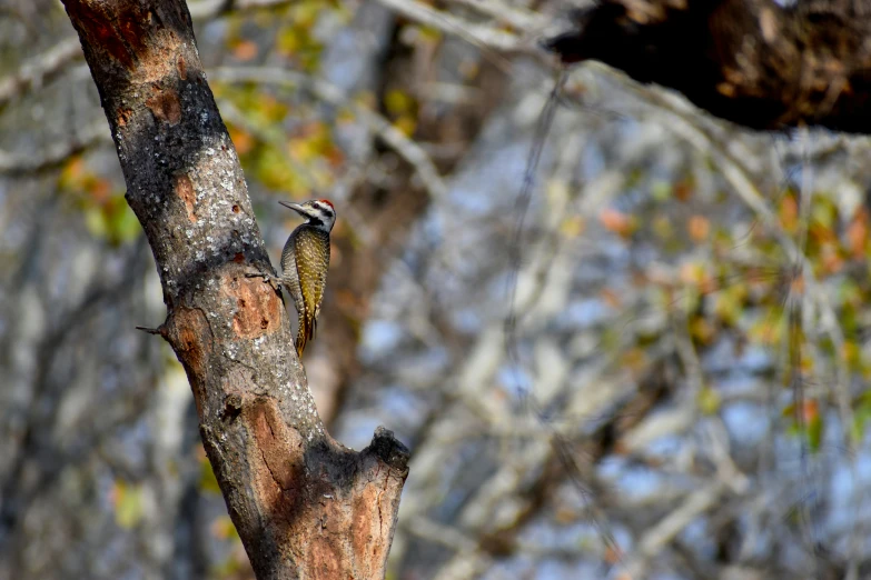 a bird is sitting on top of a tree trunk