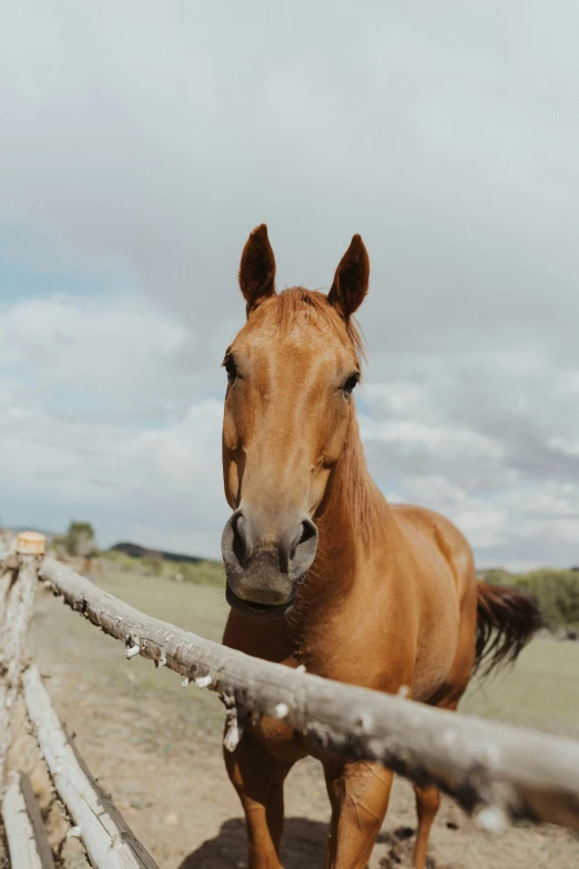 a brown horse walking past a wooden fence