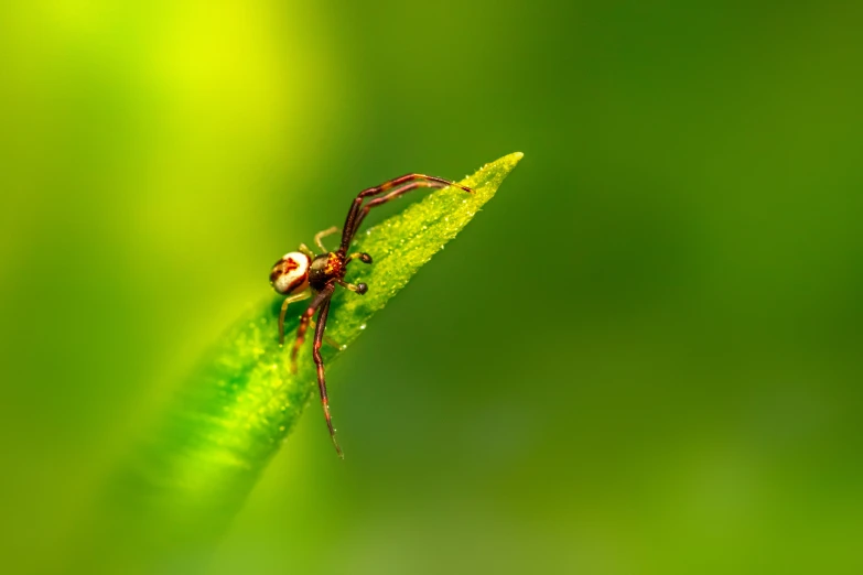 a bug that is sitting on top of a green leaf