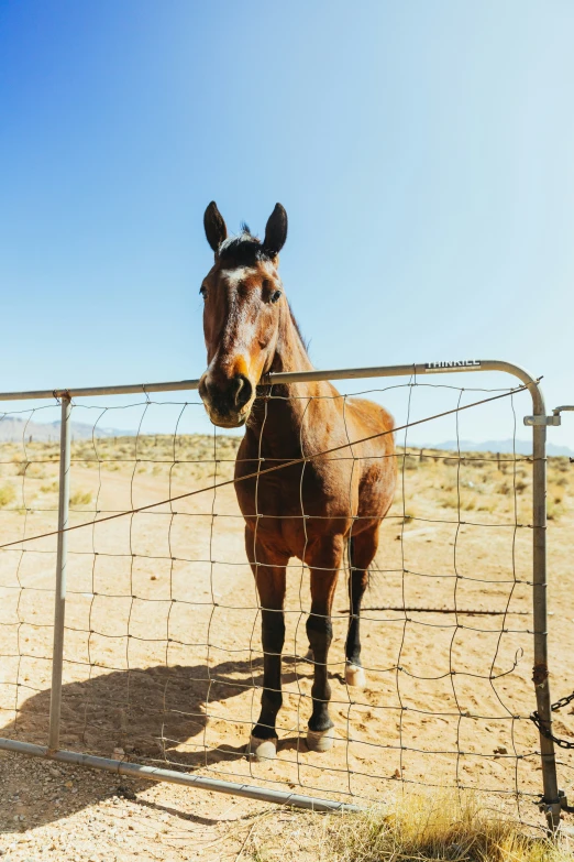 the horse is standing by the gate and looking into it