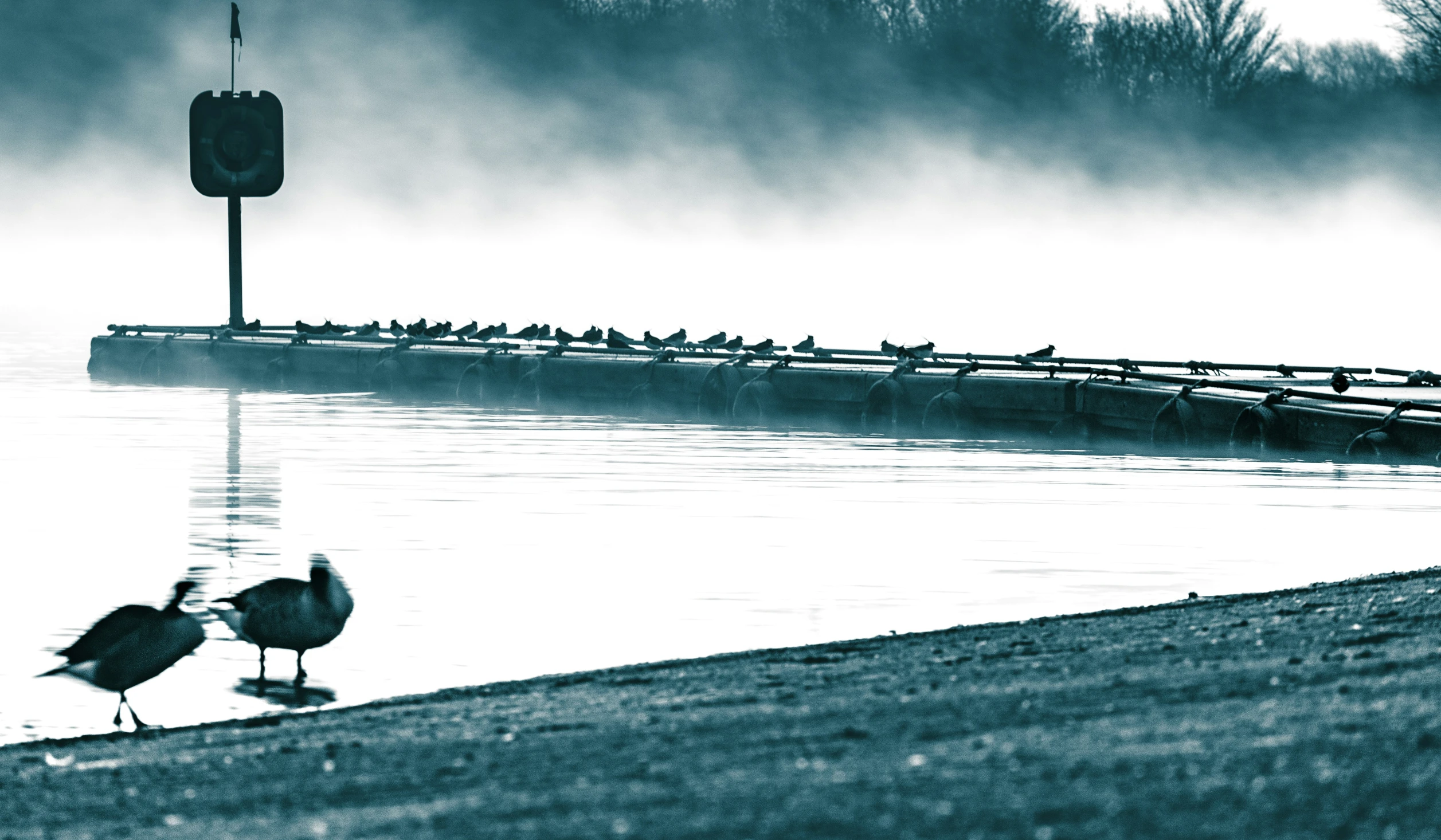 two birds walking on the shore of the water near a boat launch