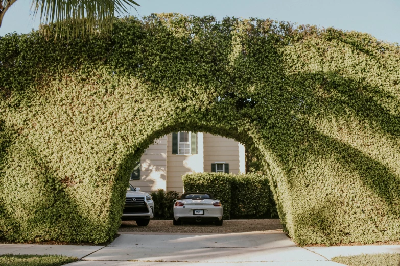 cars parked in front of a large green hedge