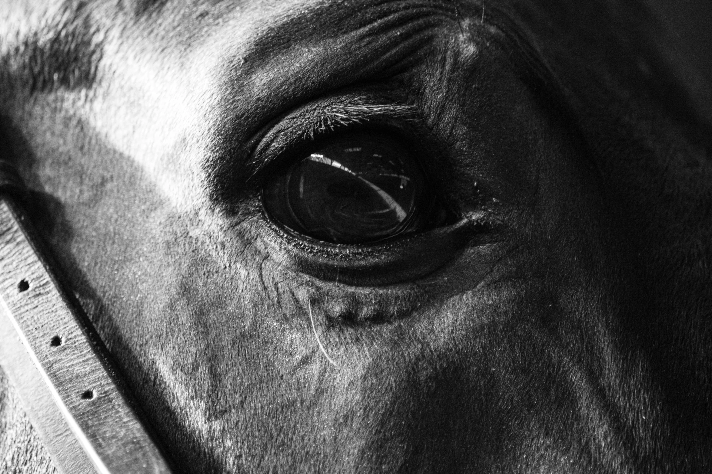 close up of a horse's eye showing its distinctive pattern