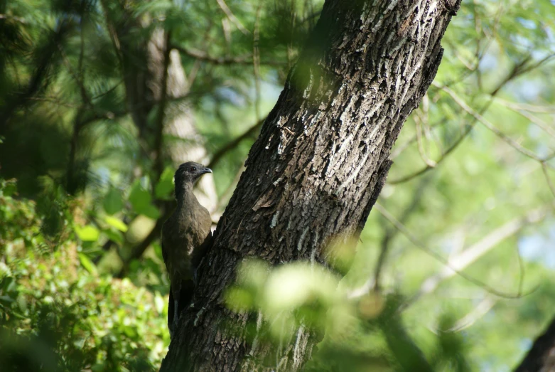 the small bird is perched up on a tree trunk