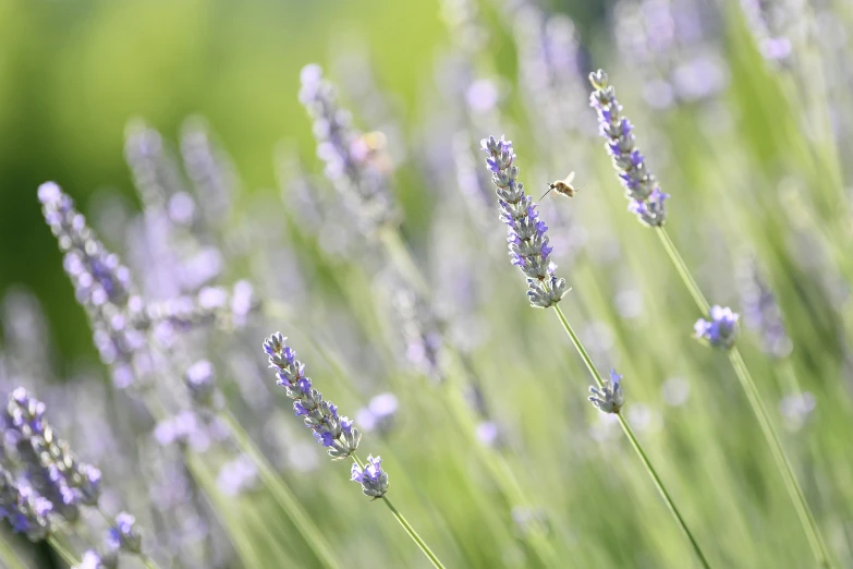 the image shows a bunch of lavender flowers