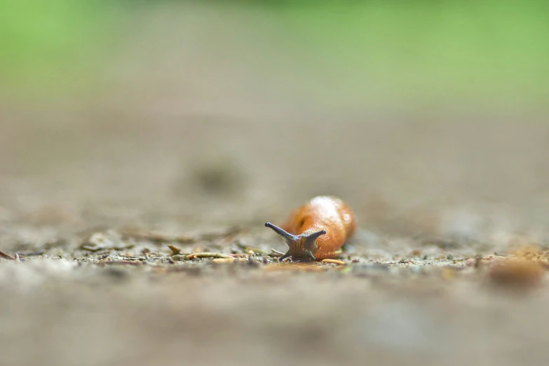 a snail is sitting on a road with no leaves