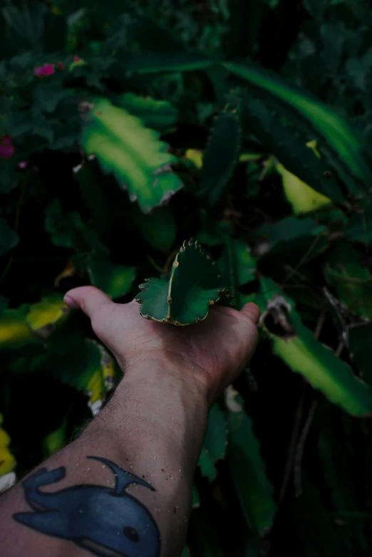 a person is holding a green leaf with soing tattooed on it