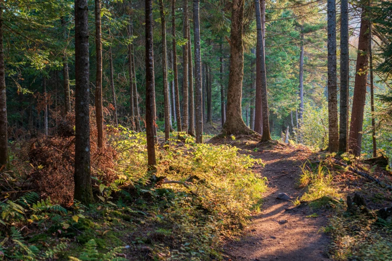 the forest has many tall, thin trees