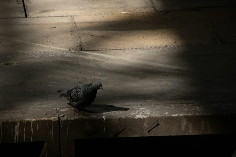 a bird is perched on a concrete ledge