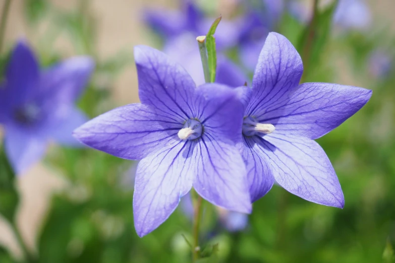 some blue flowers are in the middle of green plants