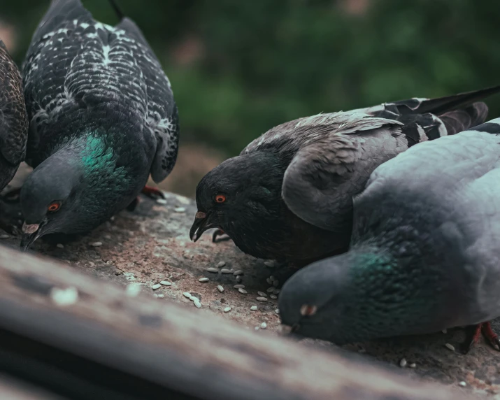 a group of pigeons standing on top of a table