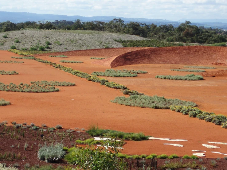 there are many plants growing in the red sand