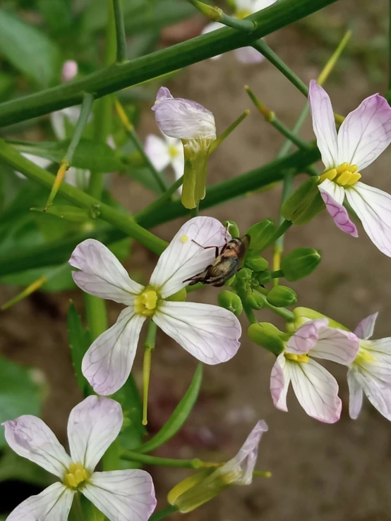 a fly on top of pink and white flowers