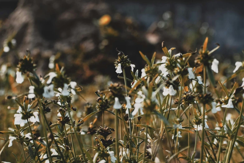 some white flowers are growing in a field