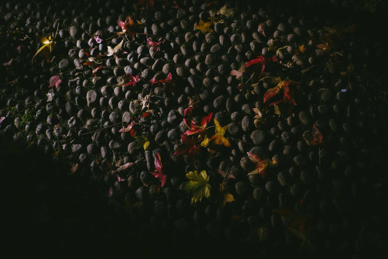 autumn leaves scattered on the ground in a dark room