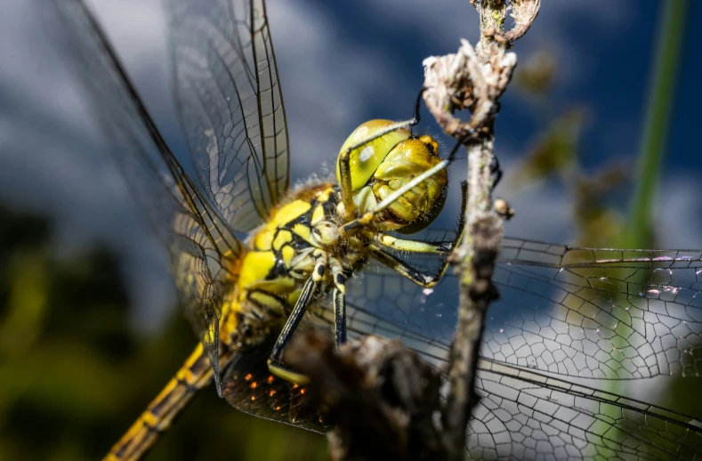 two dragonflys are eating the back of a leaf