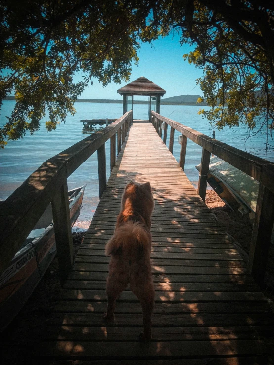 a dog is walking over a wooden bridge over the water