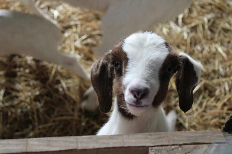 a goat looking up as it looks straight ahead