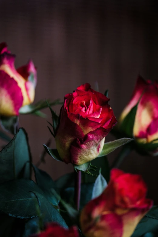 two red and yellow roses are in the foreground