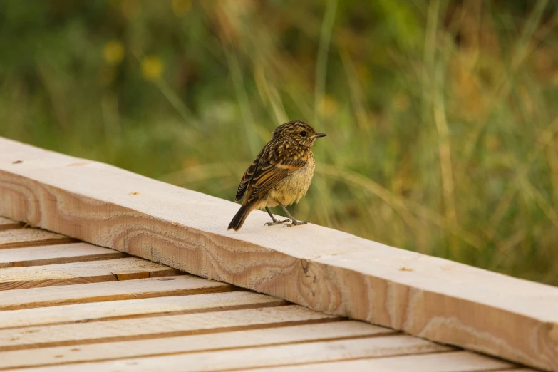 there is a small bird perched on a bench