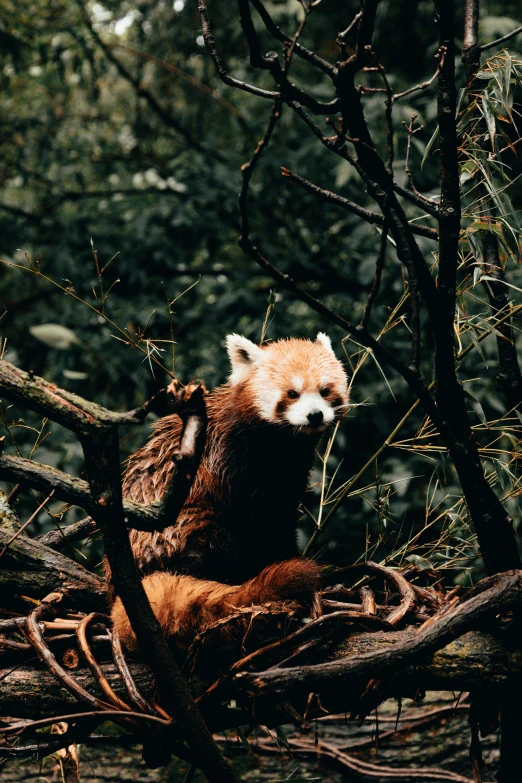 a red panda bear sitting in the nches of a tree