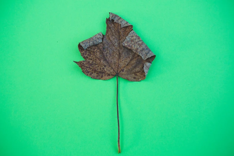 a close up of a leaf on a green background