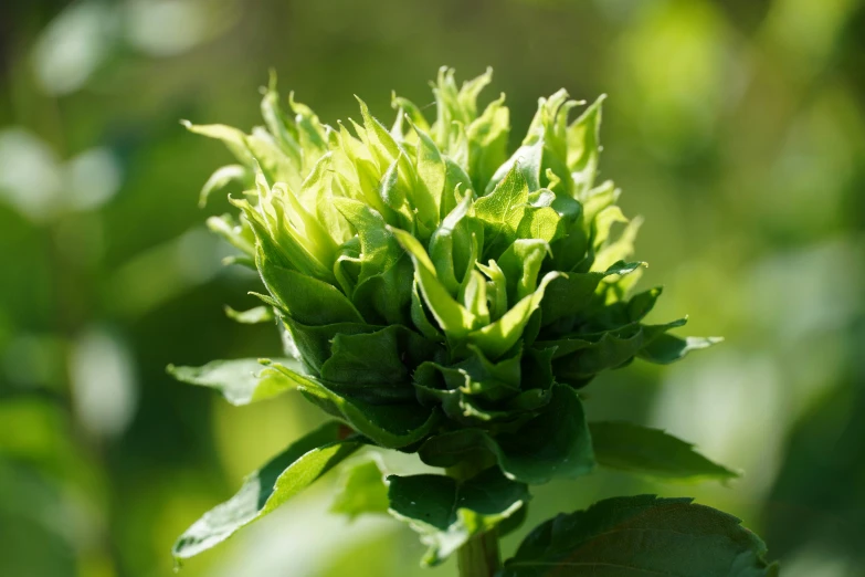 a green flower with leaves growing from it