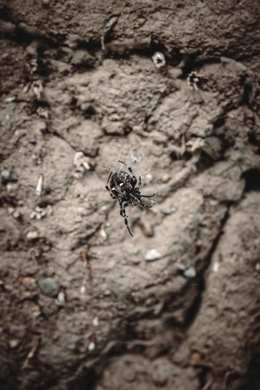 an insect crawling along on the ground with lots of debris