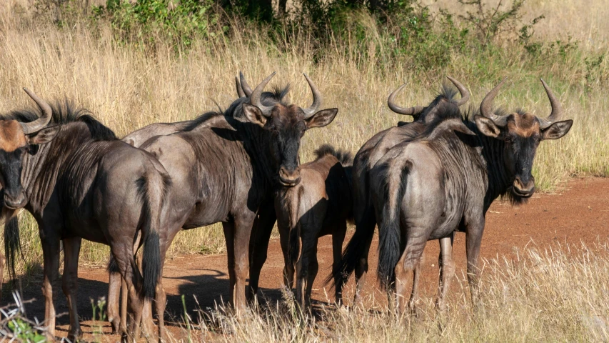 several large animals are together in the dirt