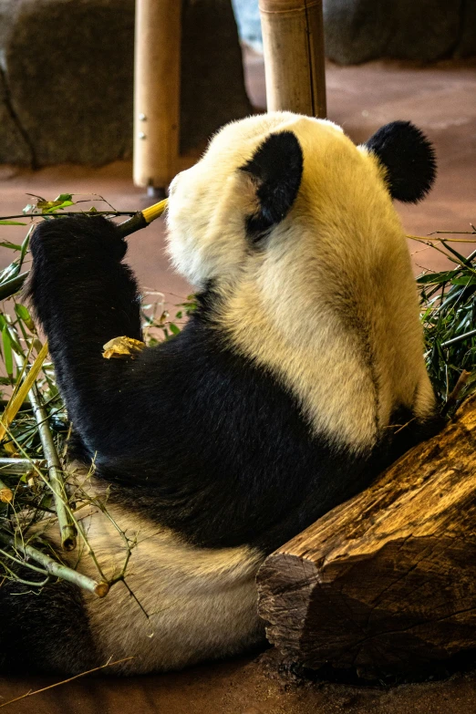 a black and white panda is eating bamboo