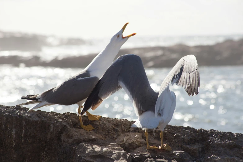 a close up of two birds on a rock near the ocean