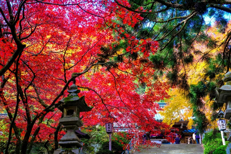 colorful trees with steps on the side of them and people walking down one