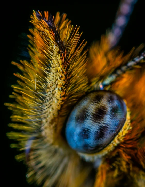 the eye of a spider is shown from above