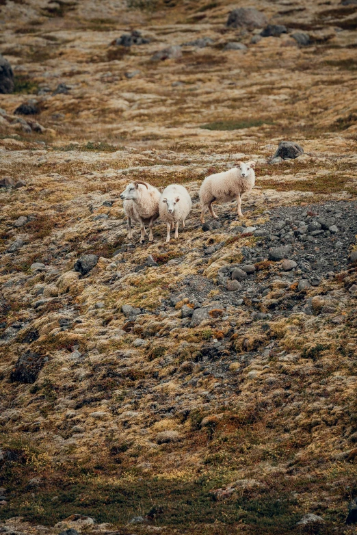 three sheep grazing on some rocky terrain