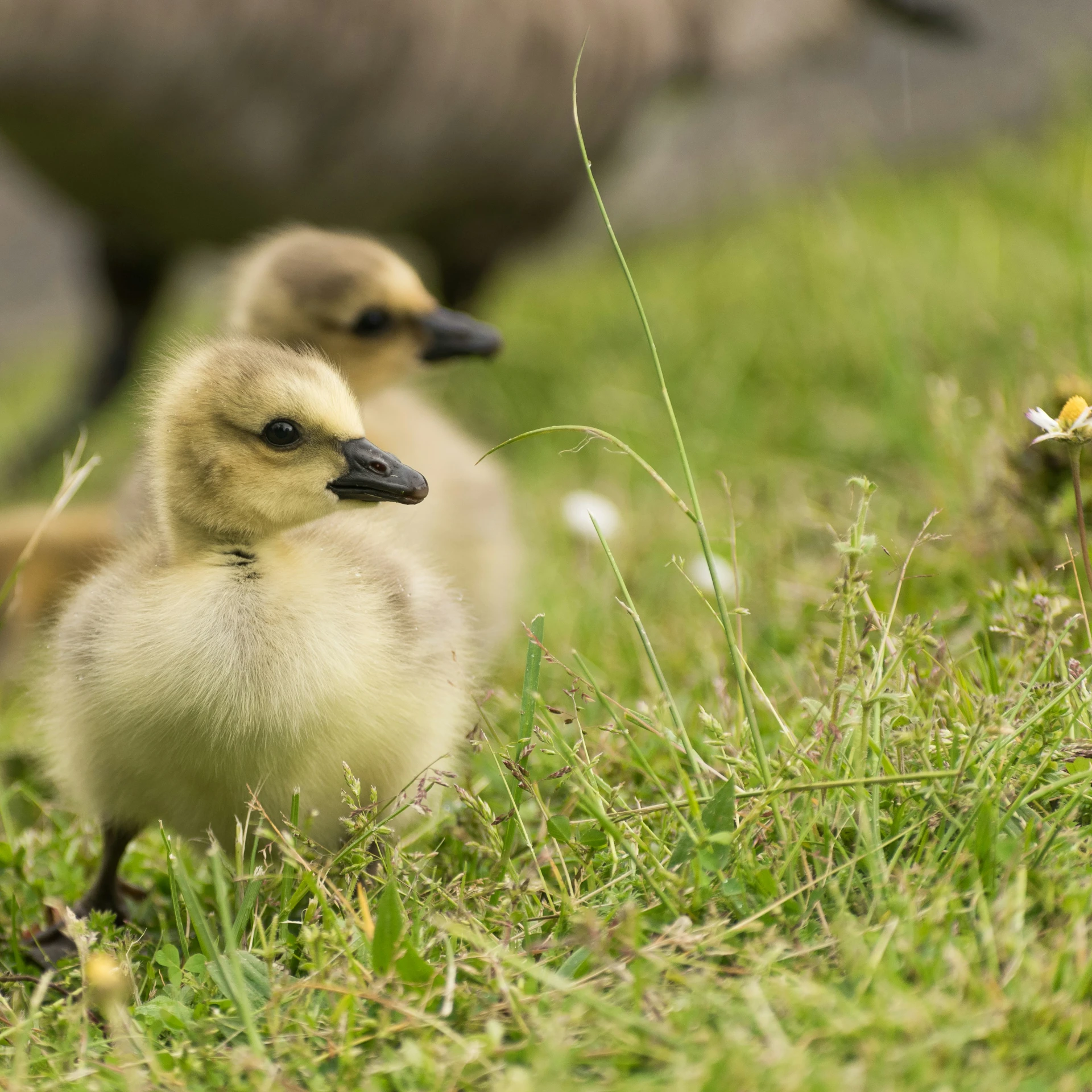 two ducklings that are standing in some grass