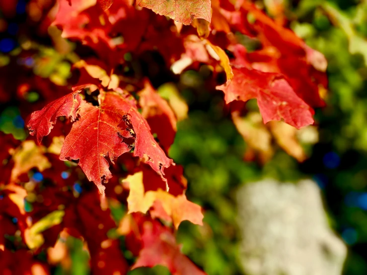 red leaves with green background showing small brown bugs