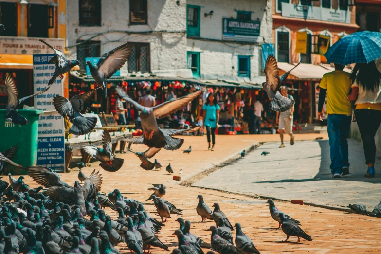 the pigeons are flying above the busy town