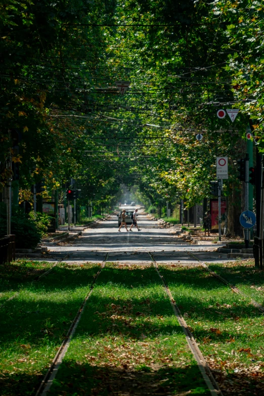 some cows stand on a train track in a park