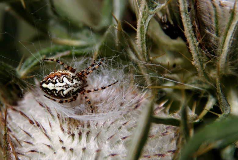 a spider hanging upside down in the center of a dandelion