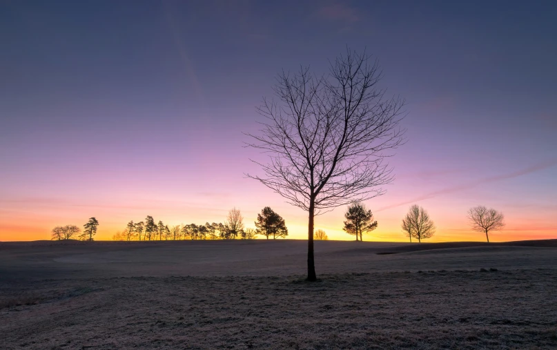 a tree with no leaves standing in a open field