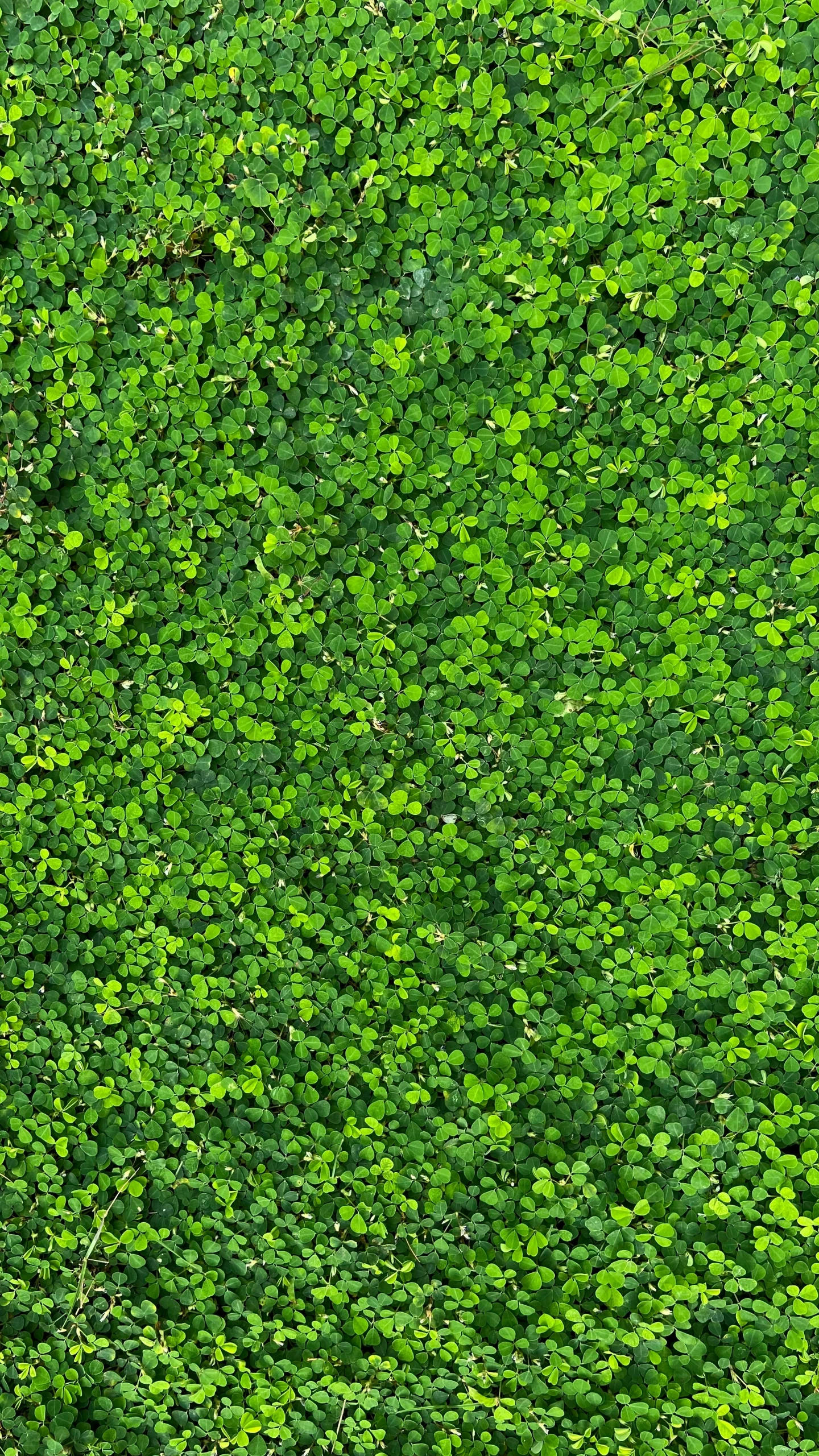 aerial view of a leafy hedge with a small birdhouse