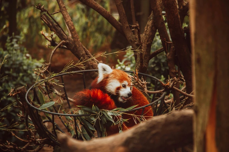 a red panda looks out from among the nches