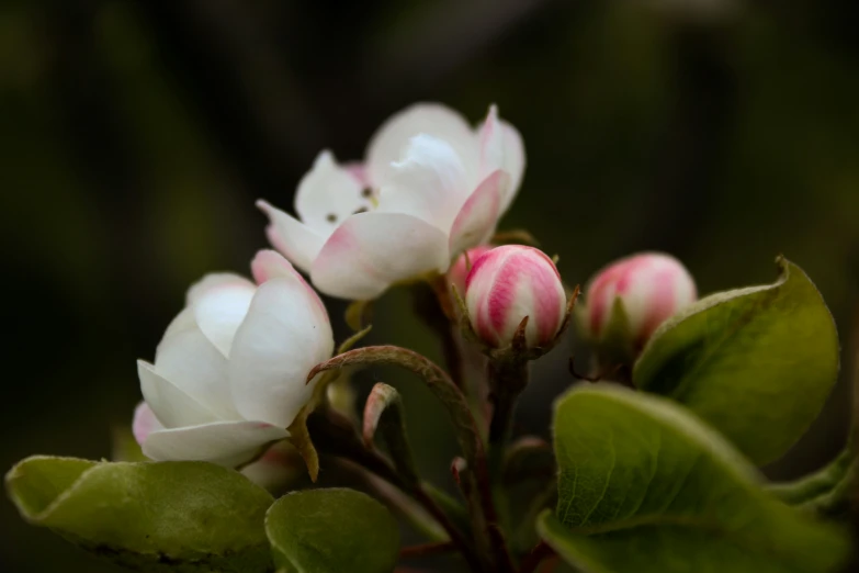 this is white flowers with pink tips