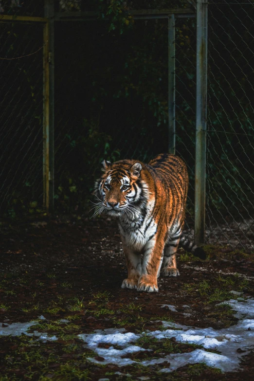 an image of a tiger walking in the dark