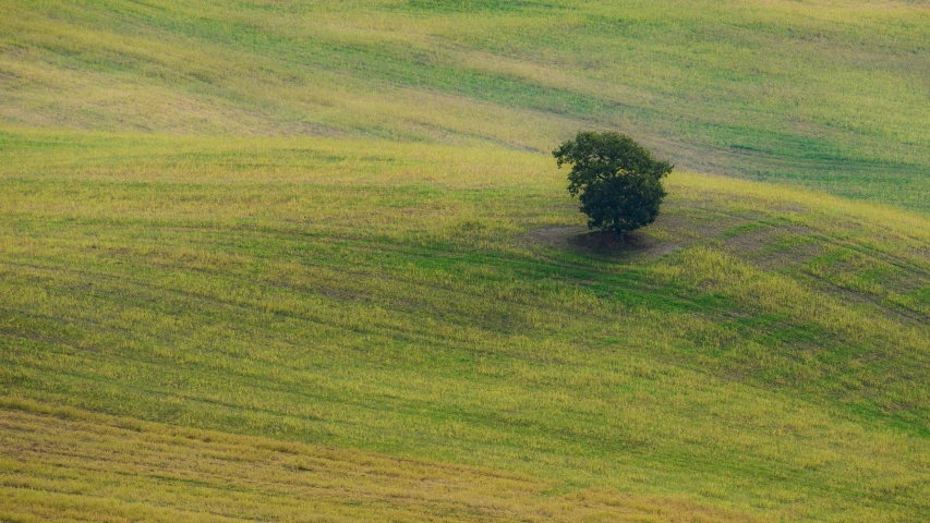 a lone tree in the middle of a large field