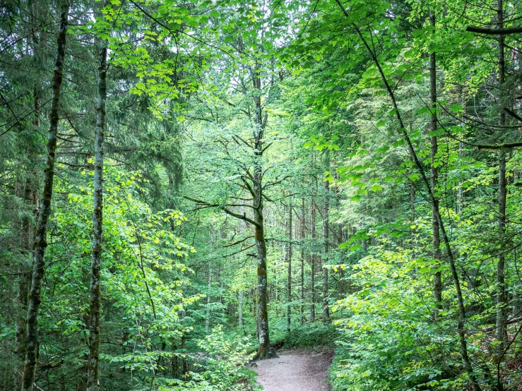 trees in the woods surrounding the trail