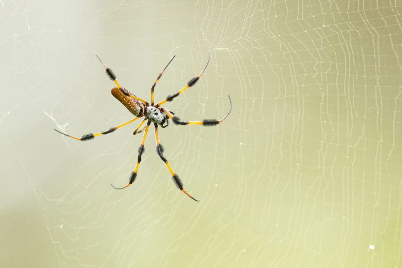 a spider is pographed in close up on a web