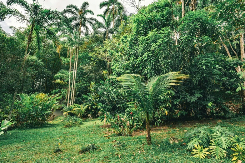 lush tropical trees and bushes are on the ground