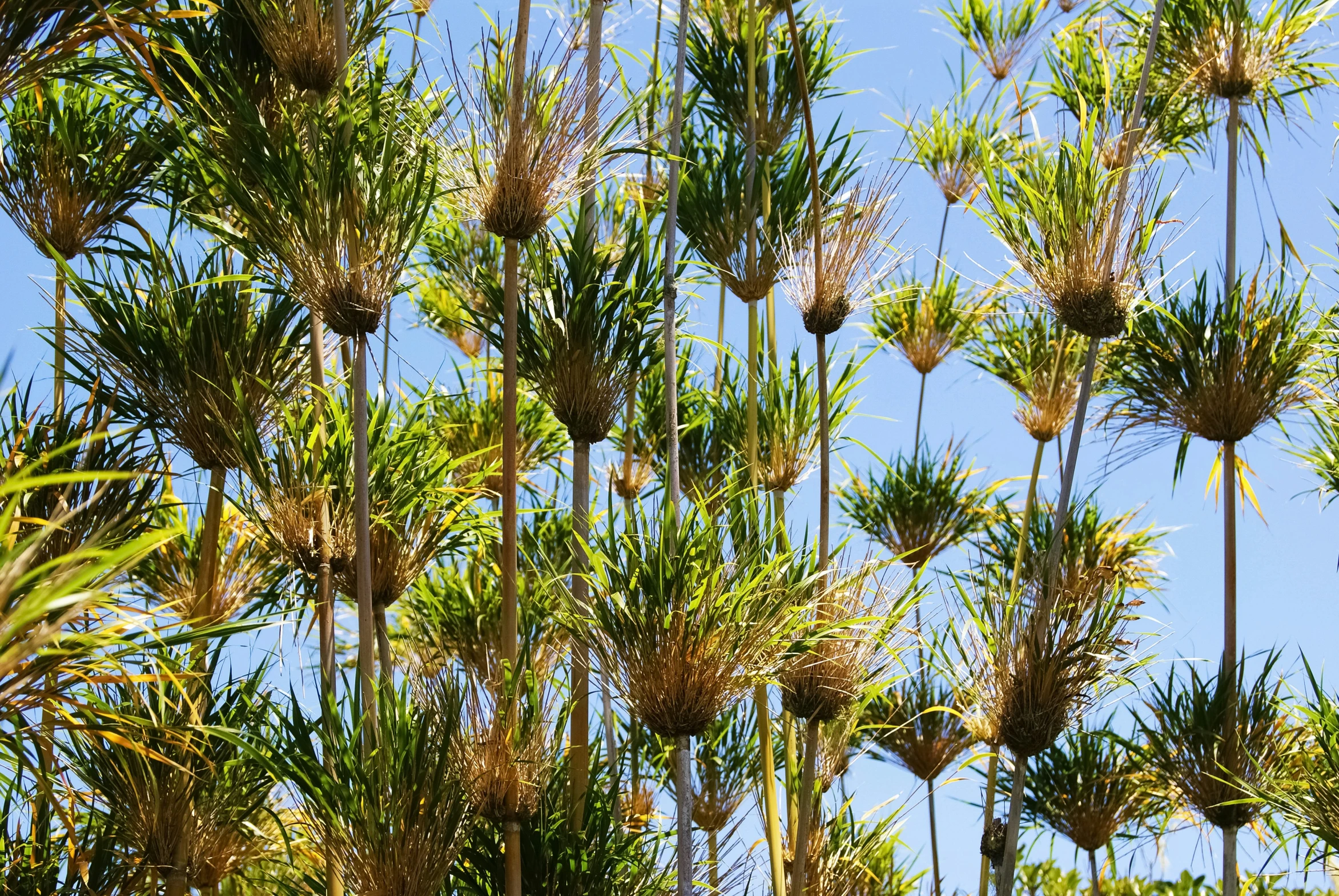 many green trees with small brown fruit in the air