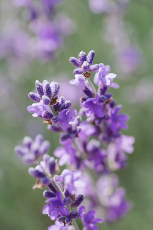 close up of purple lavender flowers growing in a field